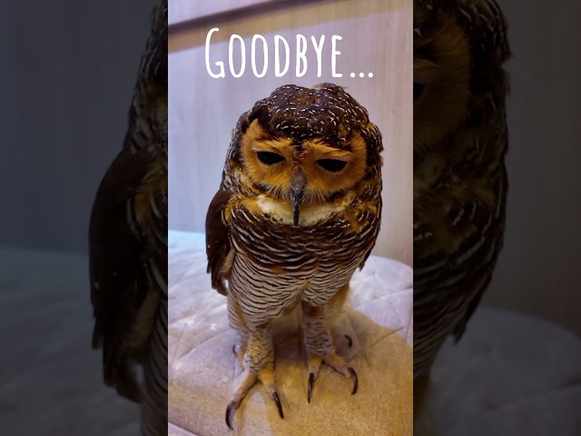 Goodbye Bibib!😭🦉