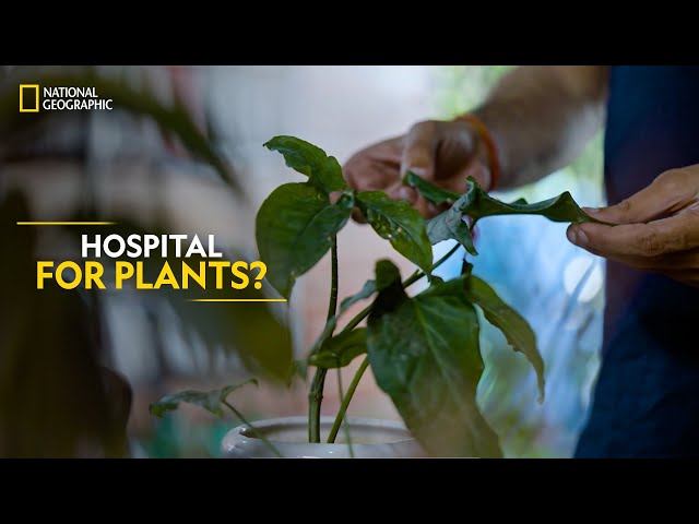 Hospital for Plants? | It Happens Only in India | National Geographic