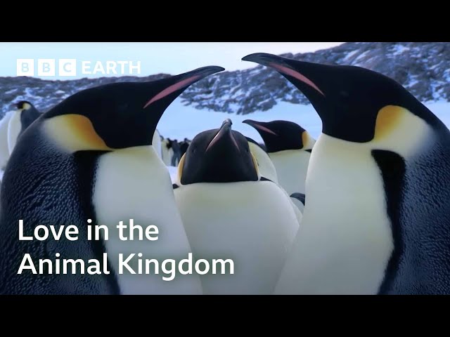 One Hour Of Love In The Animal Kingdom | BBC Earth