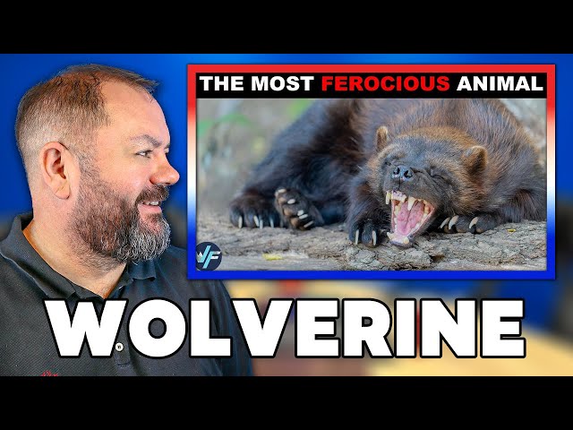 Wolverine - the Most Ferocious Animal in the World REACTION | OFFICE BLOKES REACT!!