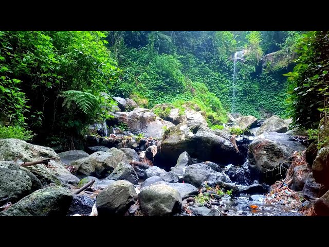 NO ADS 🌅 Evening Forest Waterfall | Golden Hour with Bird Songs | Peaceful Nature Sounds 4K