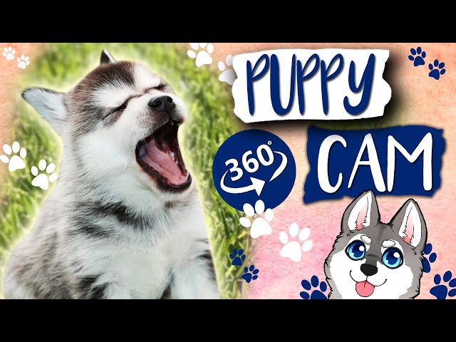 Alaskan Klee Kai Puppies VR Experience (360 Video)