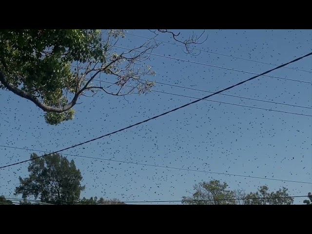 The swarm of bees returns [Dolby Vision 4K HDR]