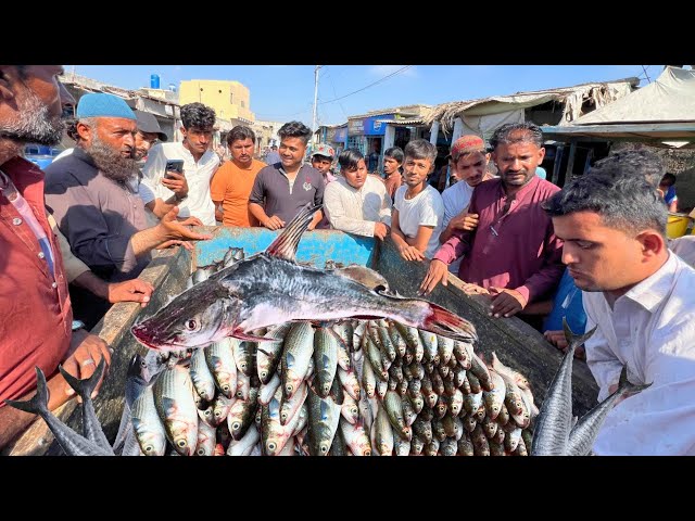 The price of fish suddenly decreased | Fish Wholesale Prices in Ibrahim hyderi karachi pakistan 🇵🇰