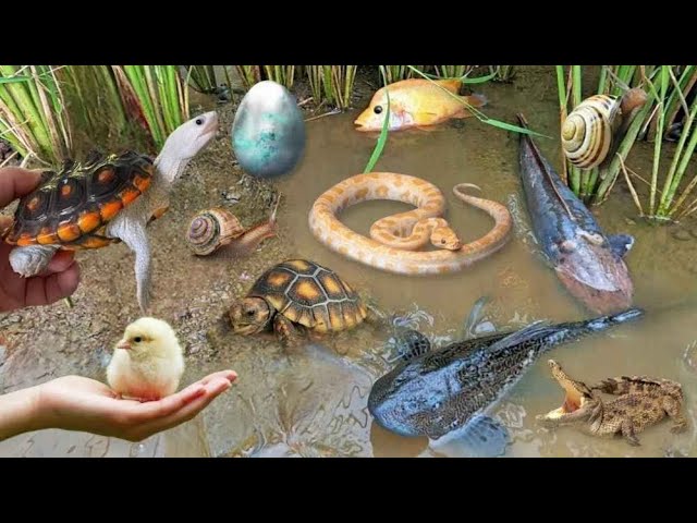 So Amazing Catching Colorful Betta Fish In The River Giant Catfish Ornamental Fish Turtle Bird Chick