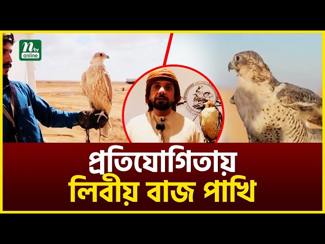 প্রতিযোগিতায় লিবীয় বাজ পাখি | Libyan Hawk Bird | NTV News