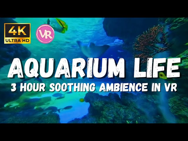 Immersive 4k Underwater Ambience Sleep Adventure: Mesmerizing Beauty Of Fish For 3 Hours!