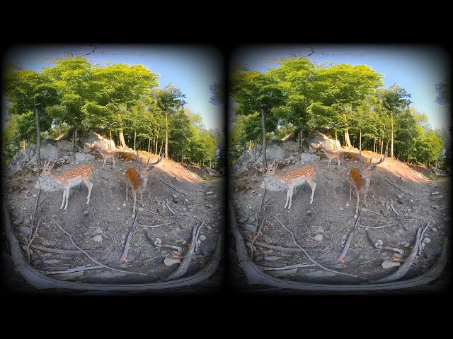 Forest Wildlife VR box 360 video