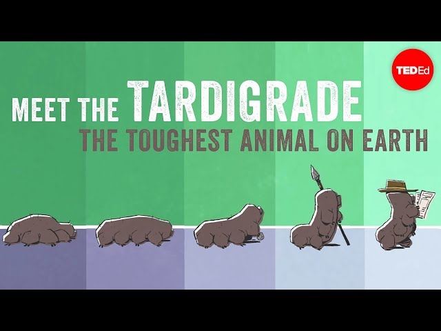 Meet the tardigrade, the toughest animal on Earth - Thomas Boothby