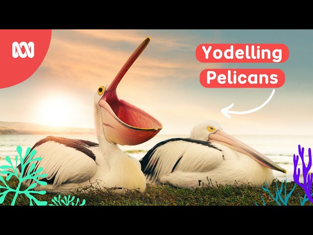 Pelican wants to yodel with his friends | Reef School Stories