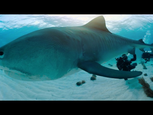 Nadar con tiburones | 360° | Nat Geo