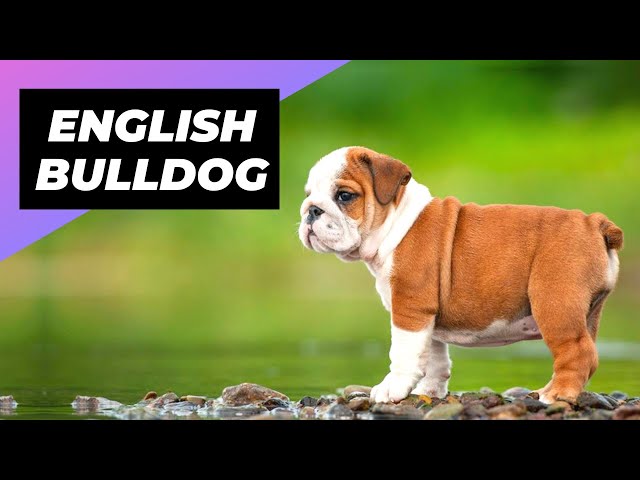 English Bulldog 🐶 One Of The Laziest Dog Breeds In The World #shorts