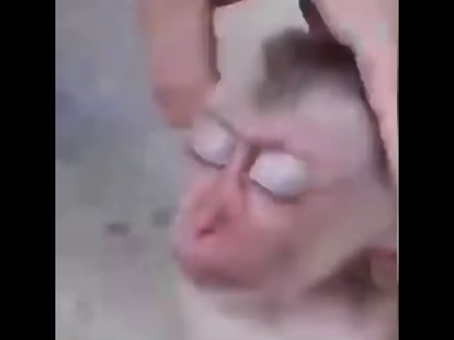 Monkey Wit da Fresh Cut