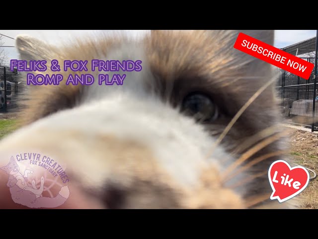 Feliks & Fox Friends romp and play!