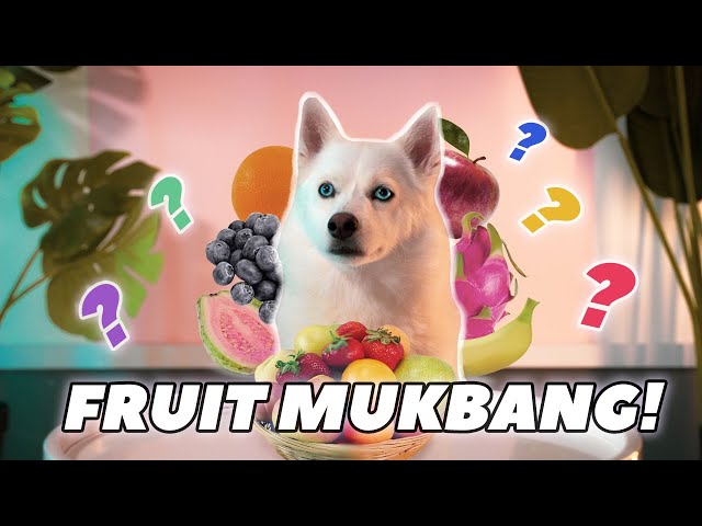 Doggy Fruits Mukbang! | KAYA RATES FRUITS WHILE NOMMING