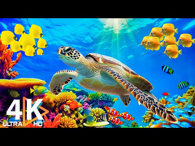 4K Red Sea Exploration - Stunning Aquarium Reef Fish - Relaxing Sea Creature Melodies