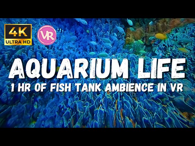 Mesmerizing Underwater Ambience: With A Blue Fish Aquarium Vr 180 3d In 4k