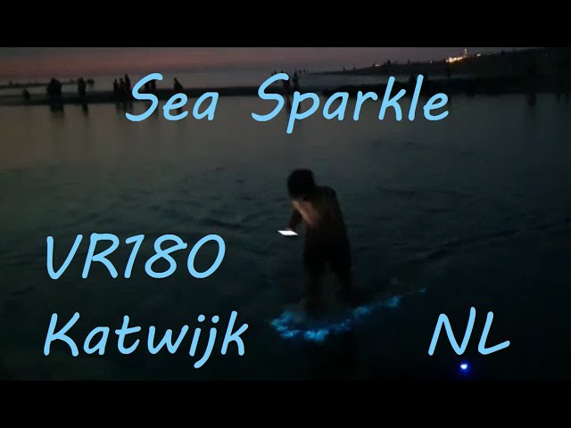 VR180 Zeevonk / Sea sparkle Noctiluca scintillans Katwijk NL