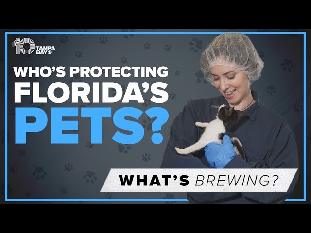 Why passing laws to protect pets is rare in Florida