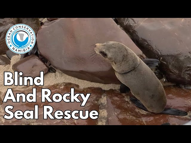 Blind and Rocky Seal Rescue