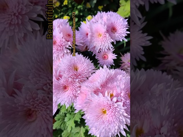 pink flowers #flowers #natural #pinkflowers #viralshorts #shorts