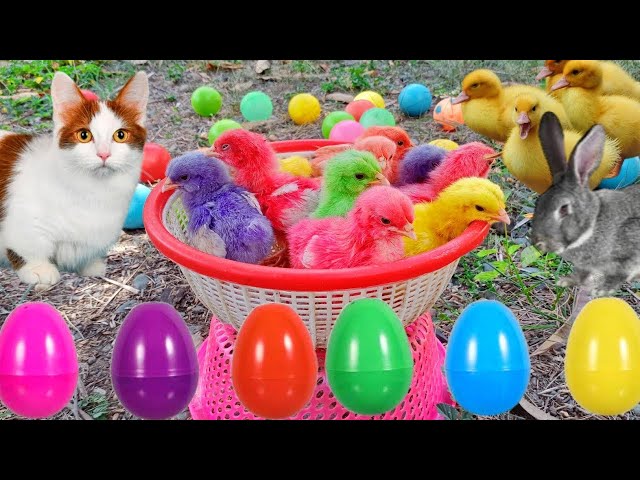 World Cute Chickens, Colorful Chickens, Rainbows Chickens, Cute Ducks, Cat, Rabbits,Cute Animals🐤🐣🦆🐟