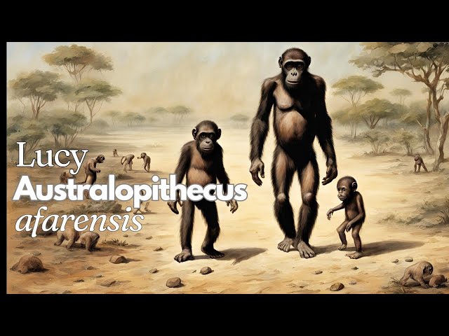 Lucy: Australopithecus afarensis