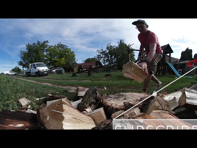 Cutting tree, lumberjack, 360° video - STOCK FOOTAGE - STOCK VIDEO