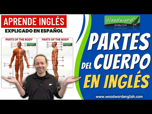 Las partes del cuerpo en inglés – Vocabulario e Pronunciación