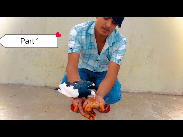 कबूतर को हाथ पर कैसे 🔥🕊️( Part 1) how to put a pigeon on hand  kabutar ko hath per lagaen full video