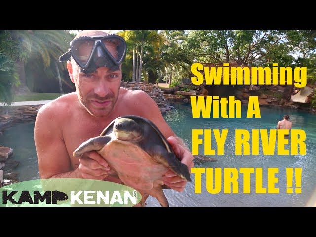 Swimming with a Fly River Turtle!