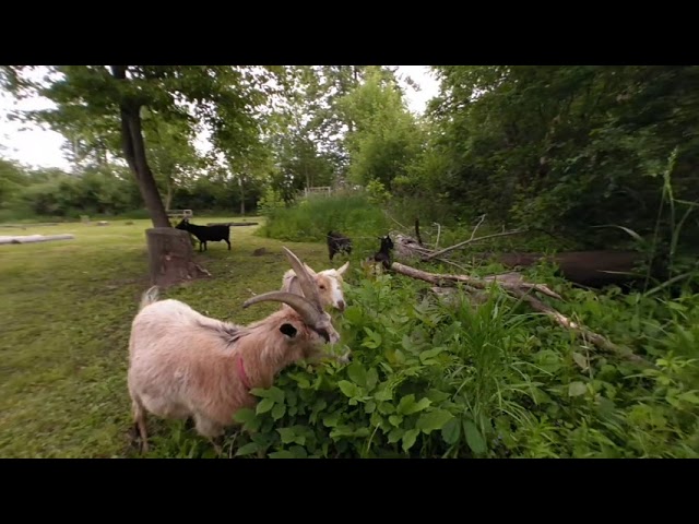 VR Goat Nature Walk in the woods