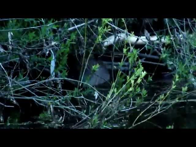 Wild Beaver Trimming The Willows Near Perth 29/05/14