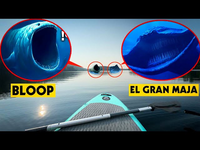 THE BLOOP & EL GRAN MAJA FOUND IN REAL LIFE IN THE EL GRAN MAJA WATERS