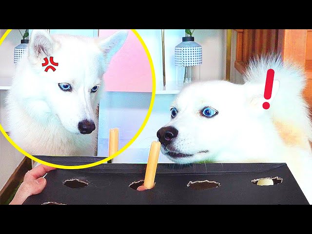 When a dog loses to a sausage...  | MiniMoochi