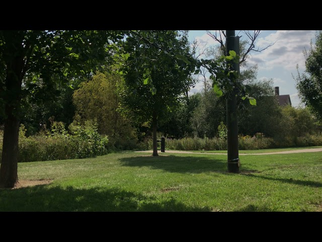 Noisy Cicadas in Eugene Field Park (Albany Park, Chicago)