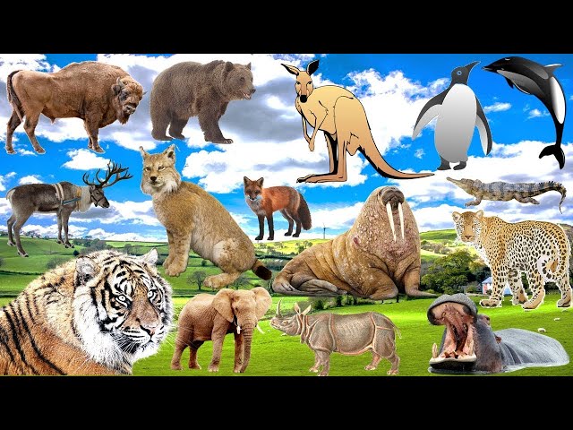 Animals Natural Habitat for kids lion, walrus, penguin, #sound #viralvideo #explore #animals #nature