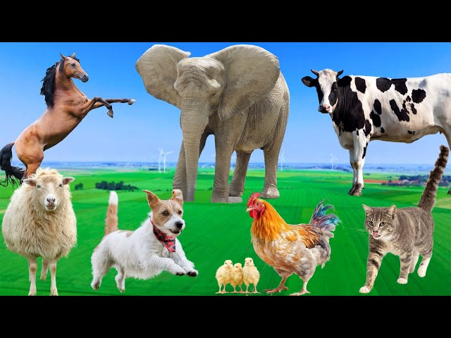 Beautiful Animal Moments - Dog, Cat, Chicken, Elephant, Cow, Sheep - Animal Sounds