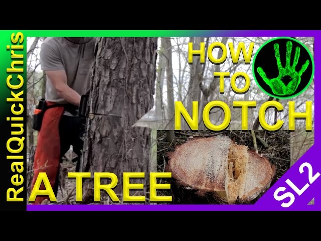 how to safely notch and cut down a tree