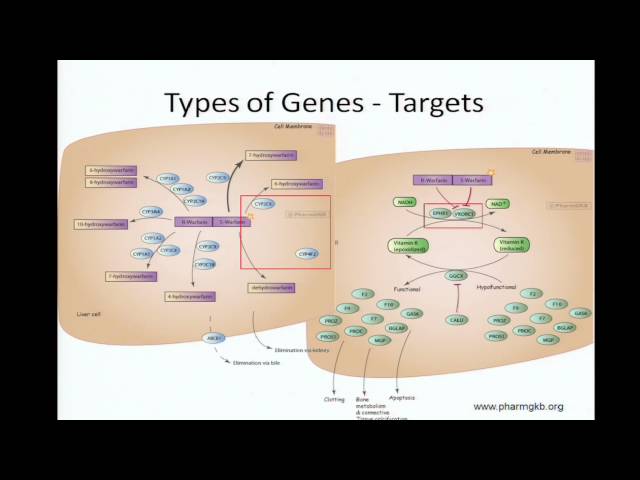 Use of Pharmacogenetics in Clinical Medicine - Tristan Sissung