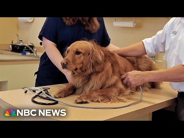 Veterinarians exploring treatments to help dogs suffering from growing respiratory illness