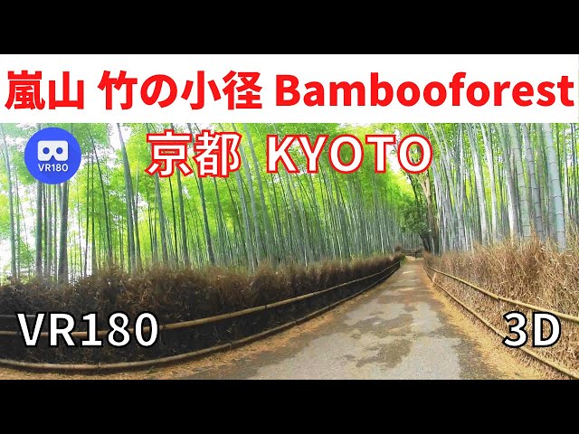 VR180  Path of bamboo forest in Arashiyama, Kyoto Japan : 京都 嵐山 竹の小径 01