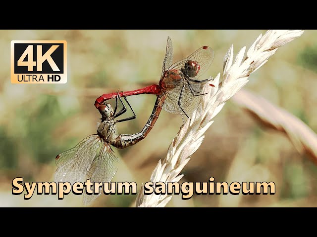 Ruddy darter (Sympetrum sanguineum)