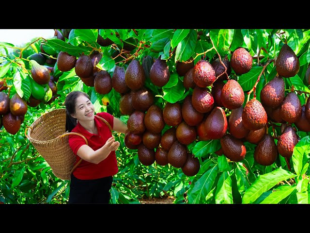 Vietnamese beautiful girl Harvest Avocado & Goes To Market Sell | Harvesting And Cooking