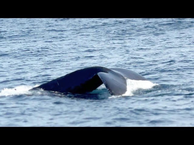 Whale Watching Tour In Monterey Bay - Over 40 Humpback Whales Spotted