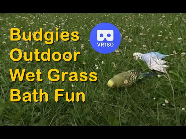 Budgies Outdoor Wet Grass Natural Bath Time Fun Play - VR 180 3D