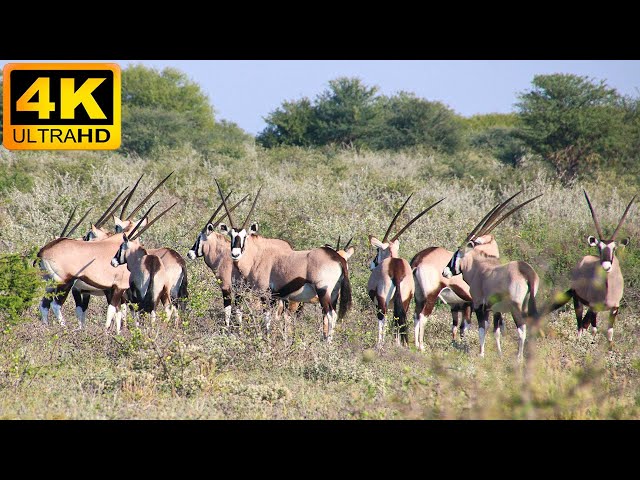 4K Wild Animals: Arusha National Park, Tanzania - Scenic Wildlife Film With Calming Music