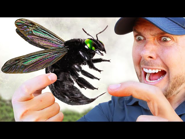 GIGANTIC Carpenter Bee Sting Test!