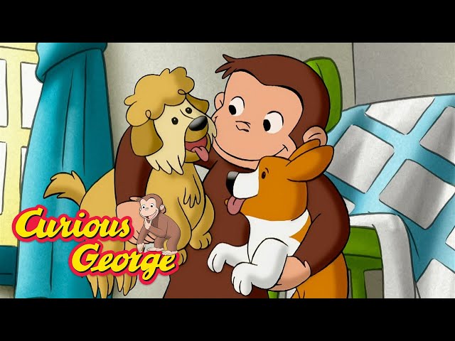 George's Puppy Pals 🐵 Curious George 🐵 Kids Cartoon 🐵 Kids Movies