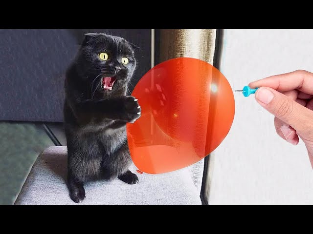 Funny animals - Funny cats and dogs - Funny animal videos 2023🤣